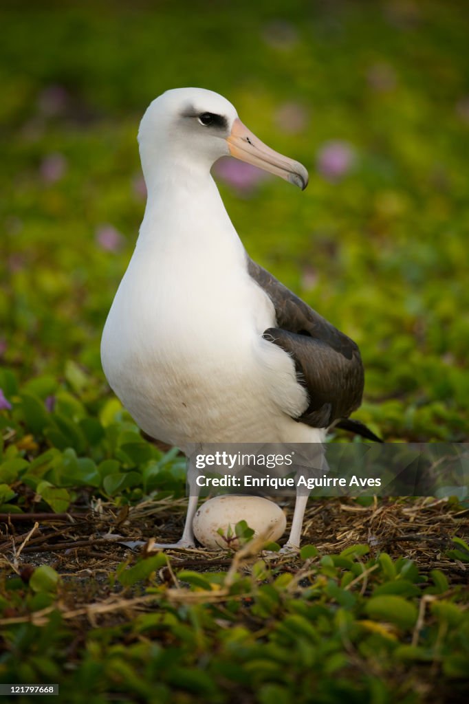 Laysan Albatross (Phoebastria immutabilis) standing over egg in beach Morning Glory, Midway Atoll, Northwestern Hawaiian Islands