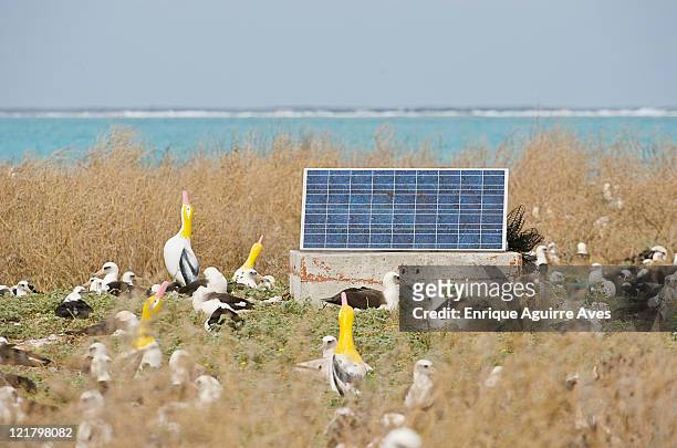 steller's albatrosses (phoebastria albatrus): solar panels power the automated calling system at decoy plot on eastern island designed to attract breeding adults to the island, midway atoll, northwestern hawaiian islands - midway atoll stock-fotos und bilder
