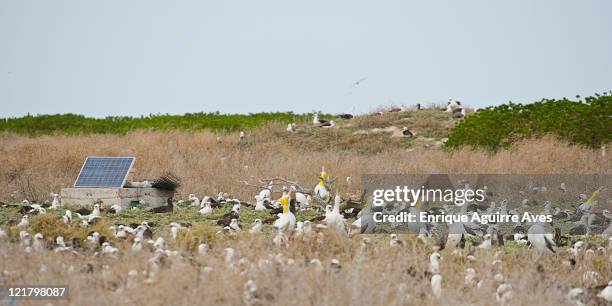 steller's albatross (phoebastria albatrus) surrounded by decoys on the decoy plot on eastern island designed to attract breading adults to the island, juvenile, midway atoll, northwestern hawaiian islands - midway atoll stock pictures, royalty-free photos & images