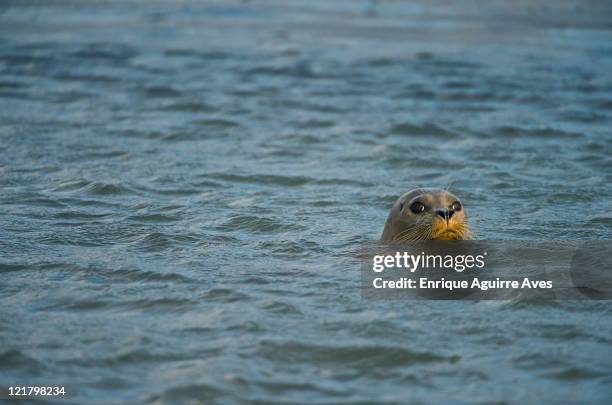 harbour seal (phoca vitulina), california, usa - looking around stock pictures, royalty-free photos & images