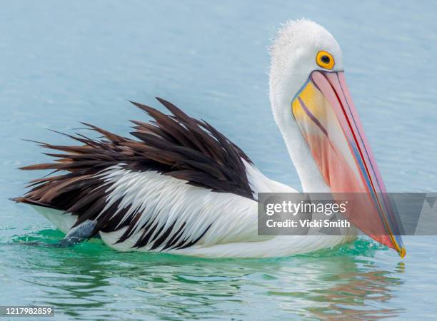 vibrant color image of a single australian pelicans swimming the water in their nature environment - australian pelican stock pictures, royalty-free photos & images