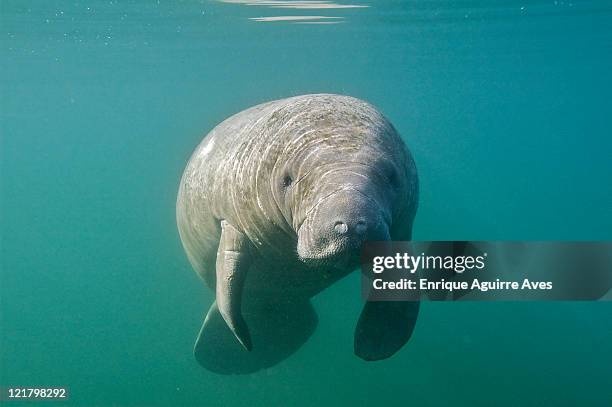 west indian/florida manatee (trichechus manatus latirostris), florida, usa - floridamanat bildbanksfoton och bilder