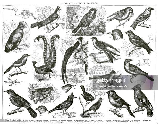 old engraved illustration of ornithology - perching birds. antique illustration, popular encyclopedia published 1894. copyright has expired on this artwork - galerida cristata stock pictures, royalty-free photos & images