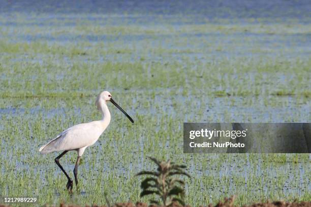 Eurasian Spoonbill or Platalea leucorodia the white long beak bird as seen walking and flying near Kalochori lagoon in Thessaloniki, Greece at Axios...