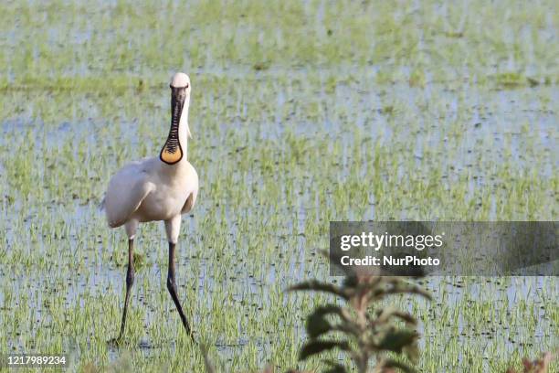 Eurasian Spoonbill or Platalea leucorodia the white long beak bird as seen walking and flying near Kalochori lagoon in Thessaloniki, Greece at Axios...