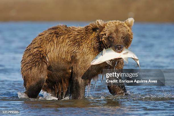 grizzly bear (ursus arctos horribilis) fishing for salmon, lake clark national park, cook inlet, alaska - braunbär stock-fotos und bilder