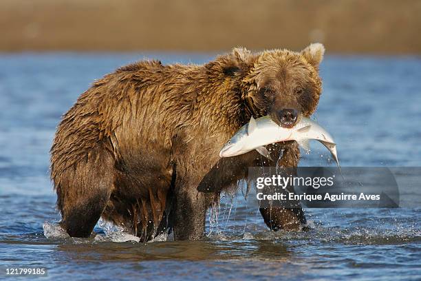 grizzly bear (ursus arctos horribilis) fishing for salmon, lake clark national park, cook inlet, alaska - brown bear stockfoto's en -beelden