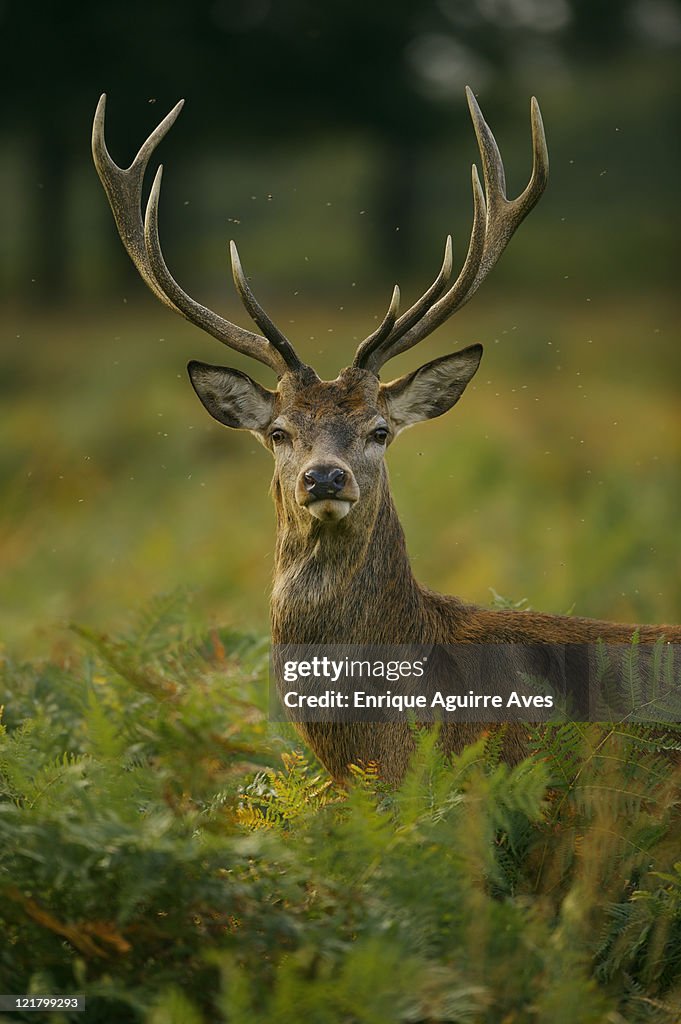 European Red Deer (Cervus elaphus), England