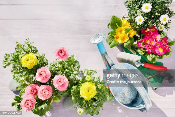 still life of colorful ranunculus, daisy flowers, primroses and gardening equipment with watering can, shovel and gardening gloves on wooden background, directly above shot of planting flowers in garden - ranunculus bildbanksfoton och bilder