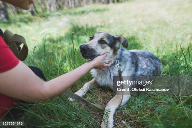 young woman petting dog from animal shelter - simferopol stock pictures, royalty-free photos & images