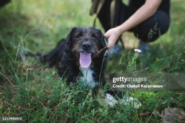 young woman with dog from animal shelter relaxing in grass - simferopol stock pictures, royalty-free photos & images