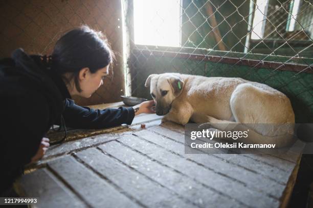 young woman petting sad dog in animal shelter - simferopol stock pictures, royalty-free photos & images