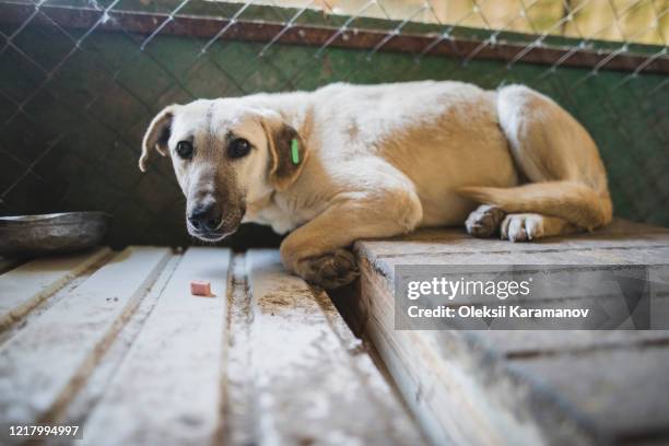 portrait of scared dog in animal shelter - sheltering stock pictures, royalty-free photos & images