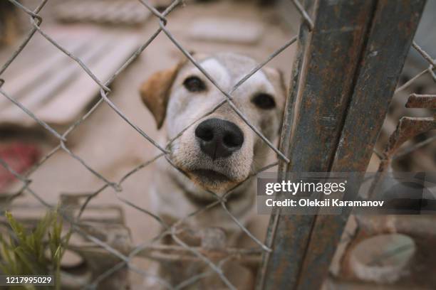 portrait of dog behind fence in animal shelter - animals in captivity stock-fotos und bilder