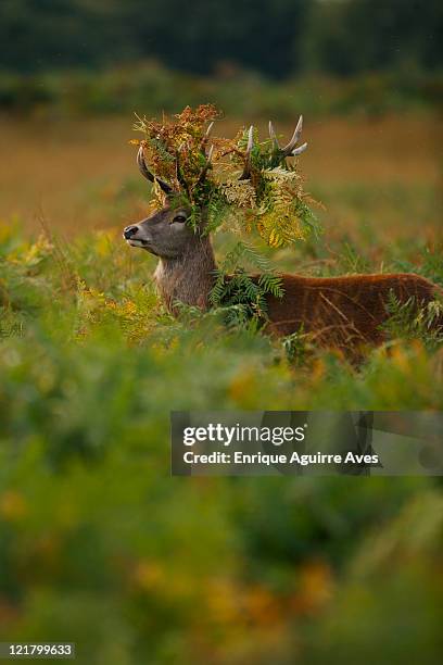 european red deer (cervus elaphus), england - rutting stock-fotos und bilder