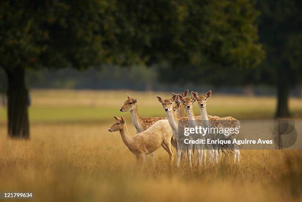 fallow deer (dama dama), england - a female deer stockfoto's en -beelden