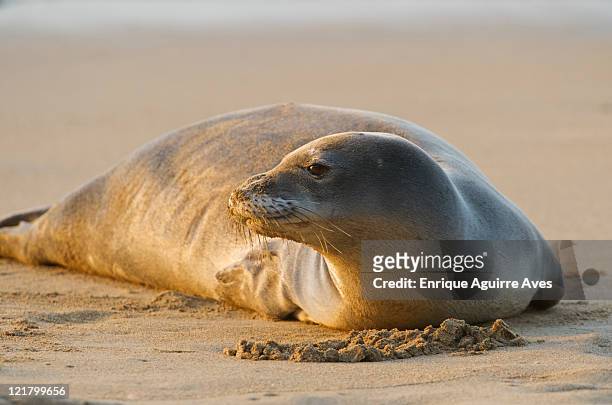 endangered hawaiian monk seal (monachus schauinslandi), resting on ke'e beach, kauai, hawaii - kauai ocean stock pictures, royalty-free photos & images