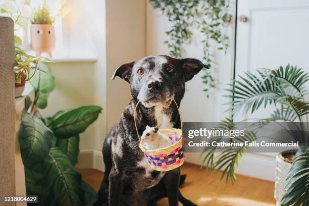 dog holding a hamster in a basket - easter and humour stockfoto's en -beelden