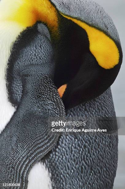 king penguin, aptenodytes patagonicus,  sleeping, salisbury plain, south georgia - king penguin stockfoto's en -beelden