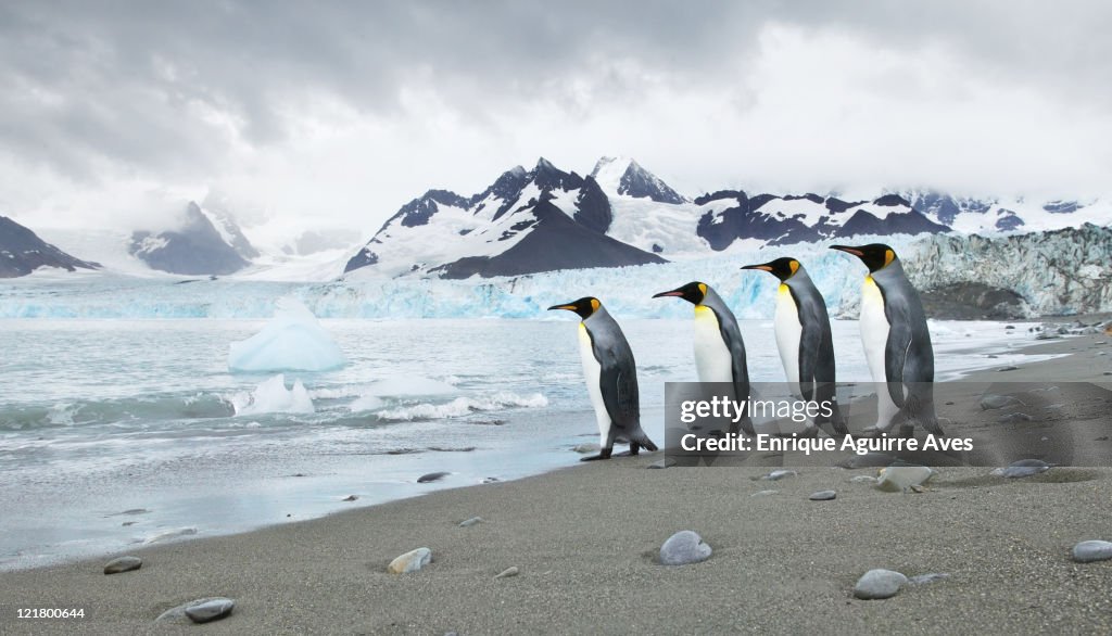 King penguin (Aptenodytes patagonicus) returning to sea at Royal Bay with the Weddell glacier in the background, Royal Bay, South Georgia