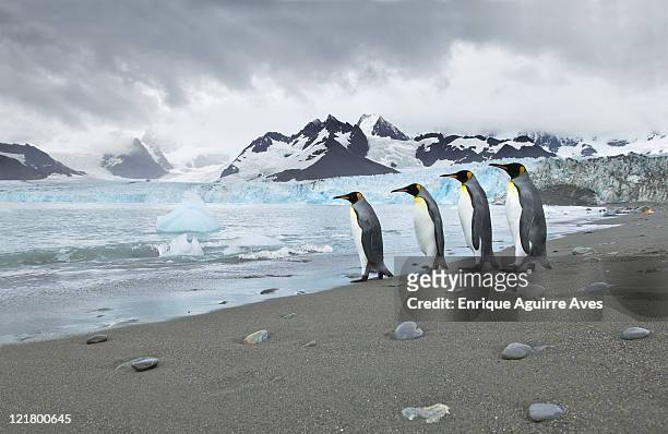 king penguin (aptenodytes patagonicus) returning to sea at royal bay with the weddell glacier in the background, royal bay, south georgia - south georgia island stock pictures, royalty-free photos & images