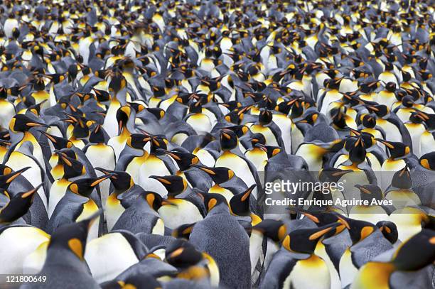 king penguin (aptenodytes patagonicus) colony, salisbury plain, south georgia - king penguin imagens e fotografias de stock