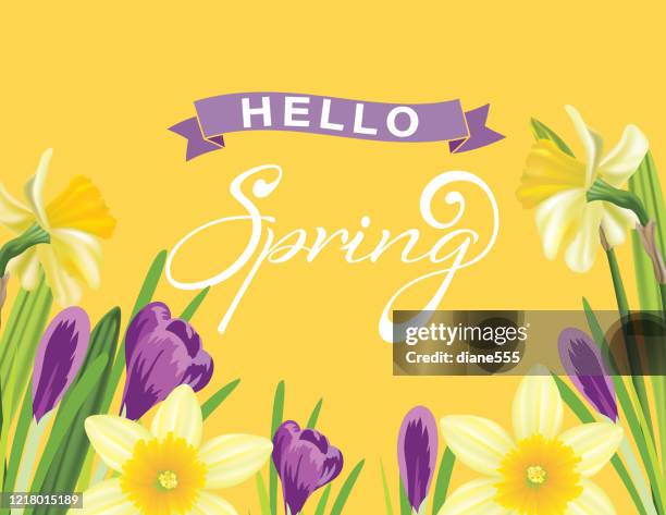 spring crocus and daffodil background - daffodil stock illustrations
