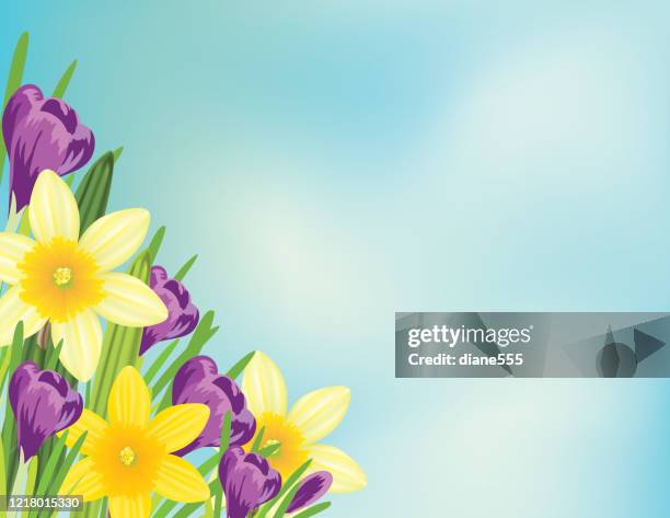 spring crocus and daffodil background - crocus stock illustrations