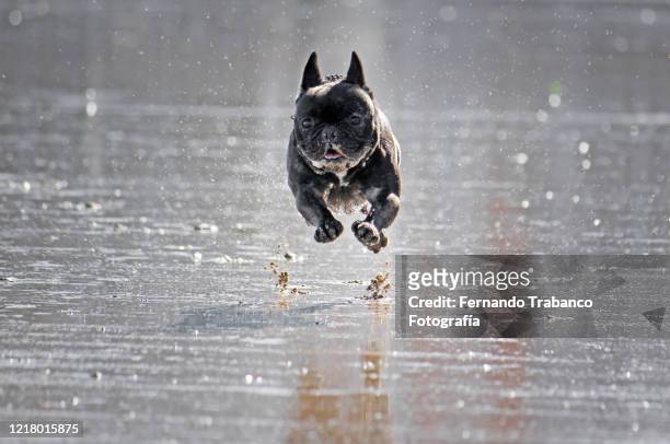 dog running and jumping on the beach - praia stock pictures, royalty-free photos & images
