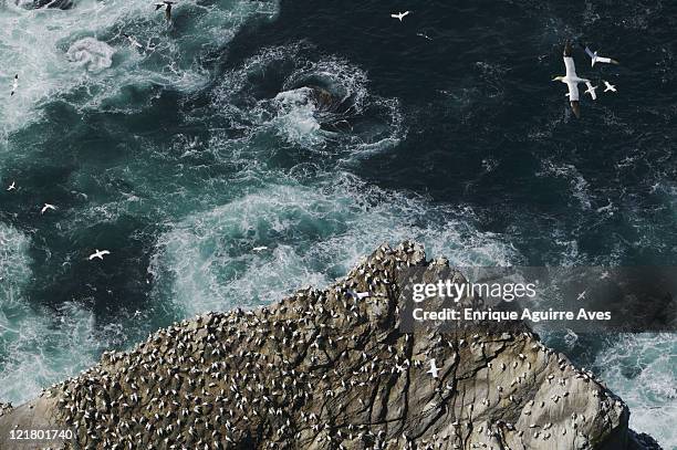 gannet colony, morus bassanus, hermaness, shetland islands, uk - fou de bassan photos et images de collection