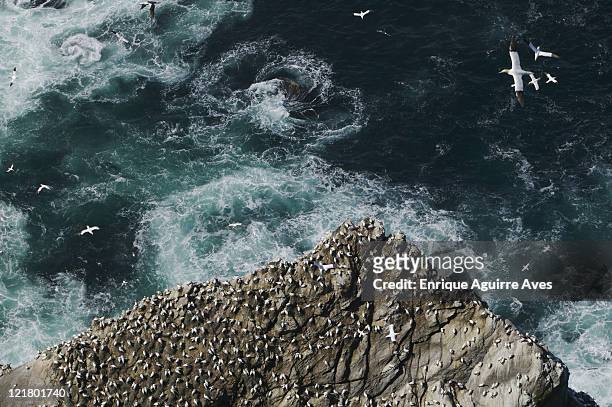 gannet colony, morus bassanus,  hermaness, shetland islands, uk - colony stock pictures, royalty-free photos & images
