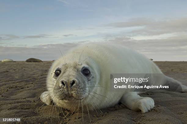 grey seal, halichoerus grypus, pup, donna nook, lincolnshire, uk - kegelrobbe stock-fotos und bilder