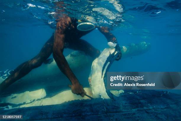167 Semi Aquatic Animals Photos and Premium High Res Pictures - Getty Images 167 Semi Aquatic Animals Photos and Premium High Res Pictures - Getty Images