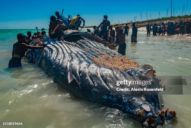 Vezo fishermen, semi-nomadic people of southern Madagascar are cutting a humpback whale on August 15, 2006 in Salary Bay, Madagascar, Mozambique...