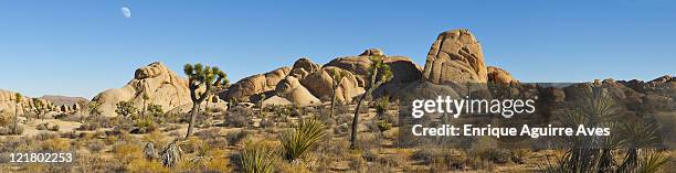 panoramic view of joshua trees (yucca brevifolia) and granite formations, joshua tree national park, california, usa - josuabaum stock-fotos und bilder