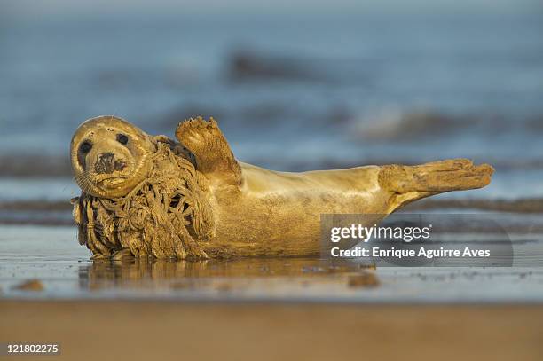 common seal, phoca vitulina, with a net rapped around its neck, north sea, uk - harbour seal stock pictures, royalty-free photos & images
