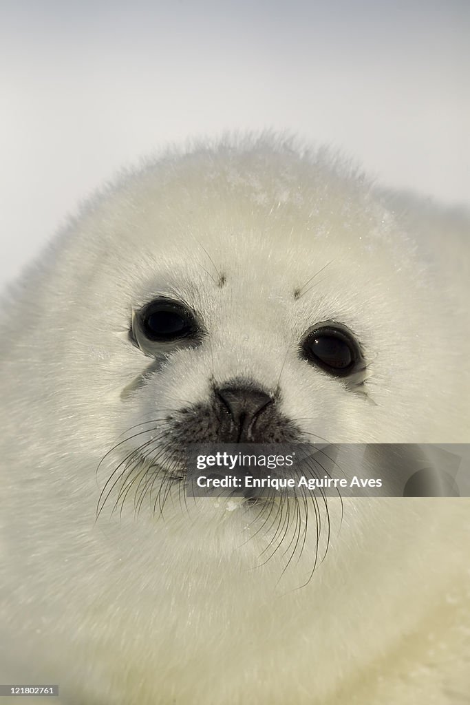 Harp Seal, Phoca groenlandica, pup portrait, Gulf of St Lawrence, Canada