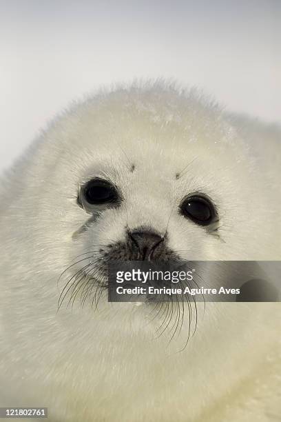 harp seal, phoca groenlandica, pup portrait, gulf of st lawrence, canada - harp seal stock pictures, royalty-free photos & images