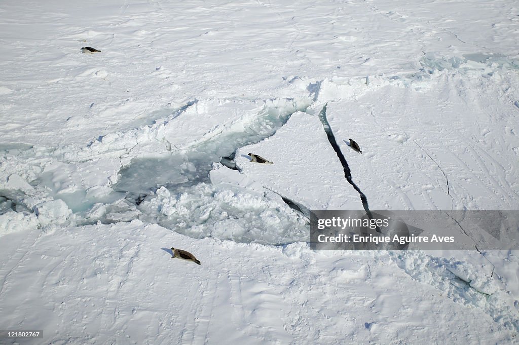 Harp Seals, Phoca groenlandica, on broken up ice, Gulf of St Lawrence, Canada