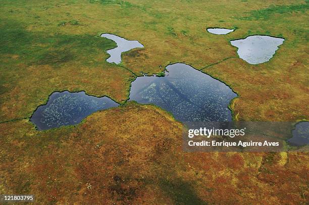 aerial view of tundra and lilly pond with animal trails, nushagak, alaska, usa - moor feuchtgebiet stock-fotos und bilder