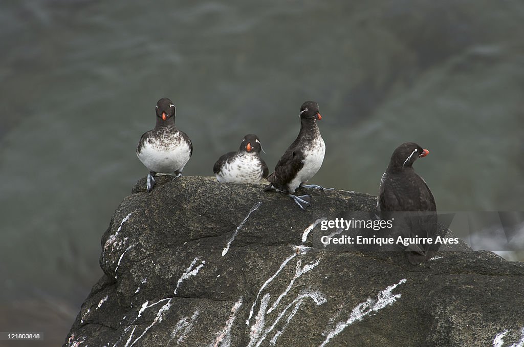 Parakeet Auklet (Aethia psittacula) on Round Island, (Walrus Islands State Game Sanctuary), Bristol Bay, Alaska, USA