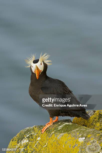 tufted puffin (fratercula cirrhata) perched on cliff, alaska, usa - tufted puffin stock pictures, royalty-free photos & images
