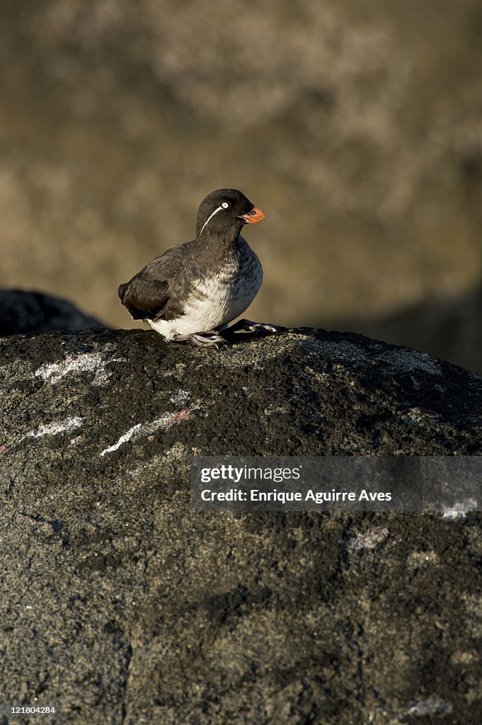 Parakeet Auklet (Aethia psittacula) on Round Island, (Walrus Islands State Game Sanctuary), Bristol Bay, Alaska, USA