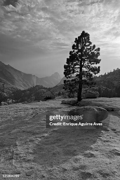 half dome and glacier erratics (boulders) at olmstead point,  yosemite national park, california - pinus jeffreyi stock pictures, royalty-free photos & images