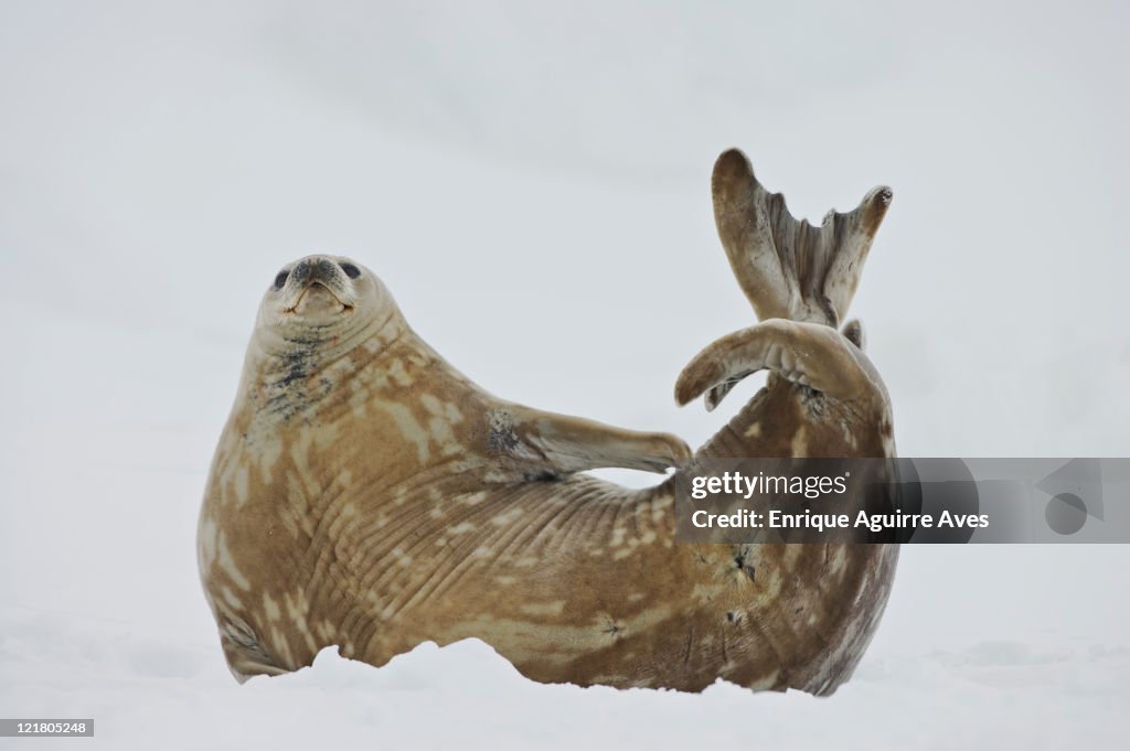 Weddell seal (Leptonychotes weddellii) flicking tail, Antarctica