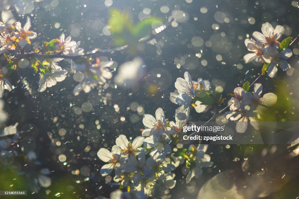 Blossom in the spring