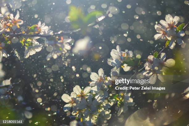 blossom in the spring - pólen imagens e fotografias de stock