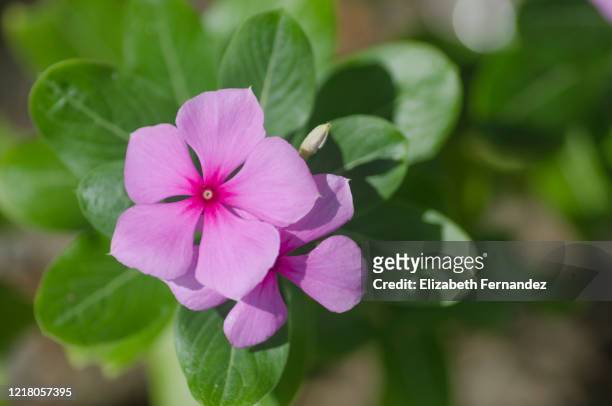 close-up of rosy periwinkle - periwinkle stock pictures, royalty-free photos & images