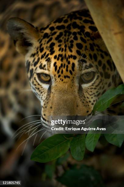 jaguar (panthera onca)- captive, belize - jaguar bildbanksfoton och bilder