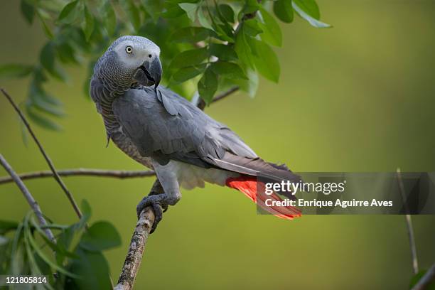 african grey parrot (psittacus erithacus) captive - grey parrot stock pictures, royalty-free photos & images